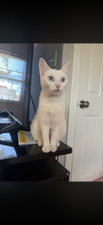 Lost Female Cat last seen school ave , Dundalk, MD 21222