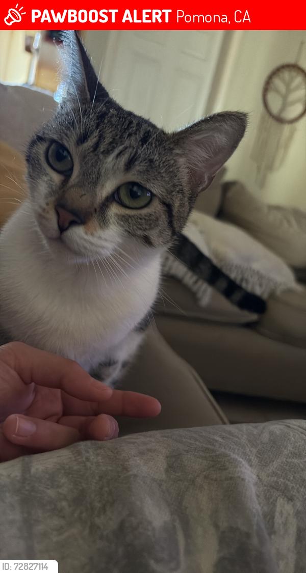 Lost Female Cat last seen Near W Monterey Ave, Pomona, CA 91768