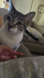 Lost Female Cat last seen Near W Monterey Ave, Pomona, CA 91768