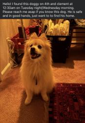 Found/Stray Male Dog last seen Genki Crepes , San Francisco, CA 94118