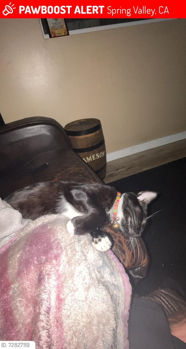 Lost Female Cat last seen Valencia st, Spring Valley, CA 91977