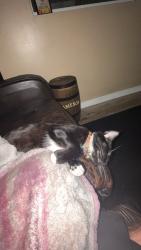 Lost Female Cat last seen Valencia st, Spring Valley, CA 91977