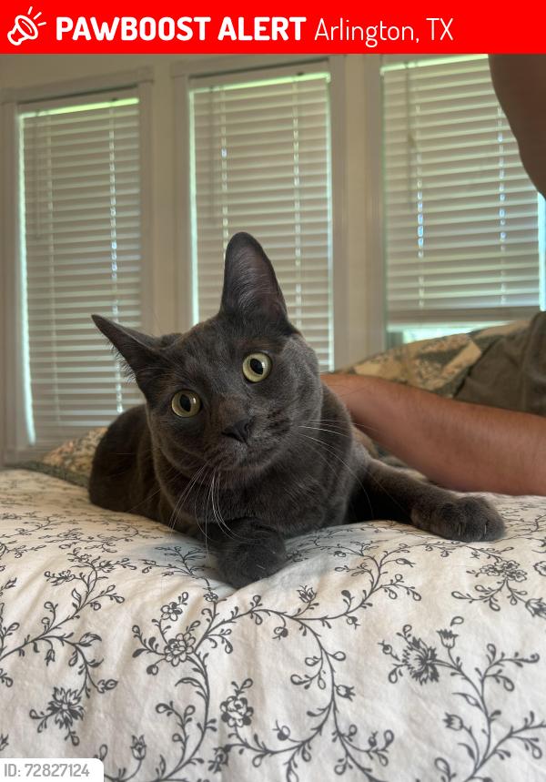 Lost Male Cat last seen Glenbrook & Arbrook, Arlington, TX 76015