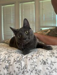 Lost Male Cat last seen Glenbrook & Arbrook, Arlington, TX 76015