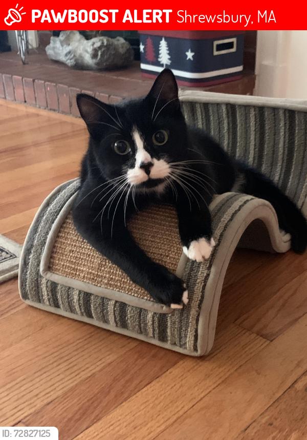 Lost Male Cat last seen Spring St and North St, Shrewsbury, MA 01545