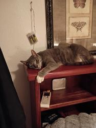 Lost Female Cat last seen Avenue and 27th Street , White City, OR 97503