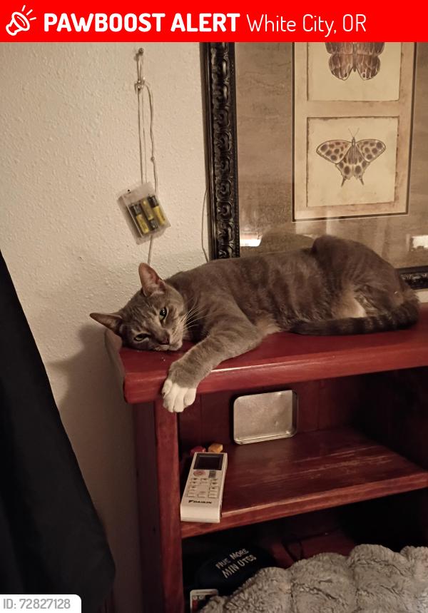 Lost Female Cat last seen Avenue and 27th Street , White City, OR 97503