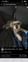 Lost Female Dog last seen Near jones branch rd and hwy76 west, Clayton, GA 30525