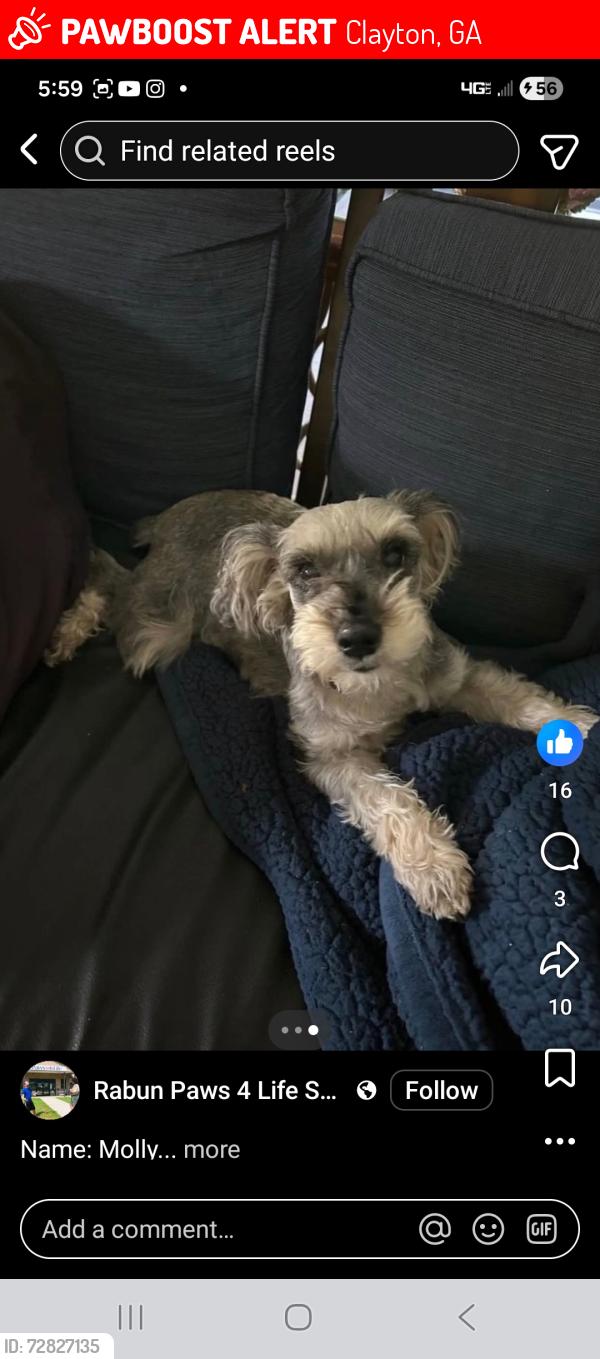 Lost Female Dog last seen Near jones branch rd and hwy76 west, Clayton, GA 30525