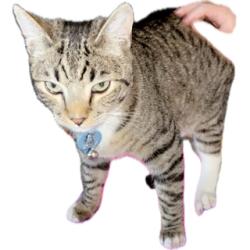 Lost Male Cat last seen Rotterdam, Modesto, CA 95356