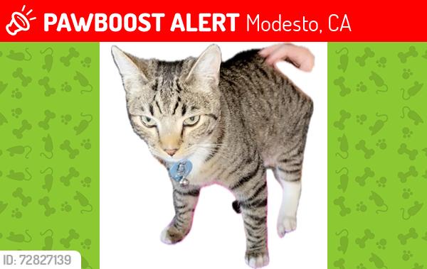 Lost Male Cat last seen Rotterdam, Modesto, CA 95356