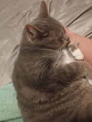Lost Female Cat last seen Avenue and 27th Street , White City, OR 97503