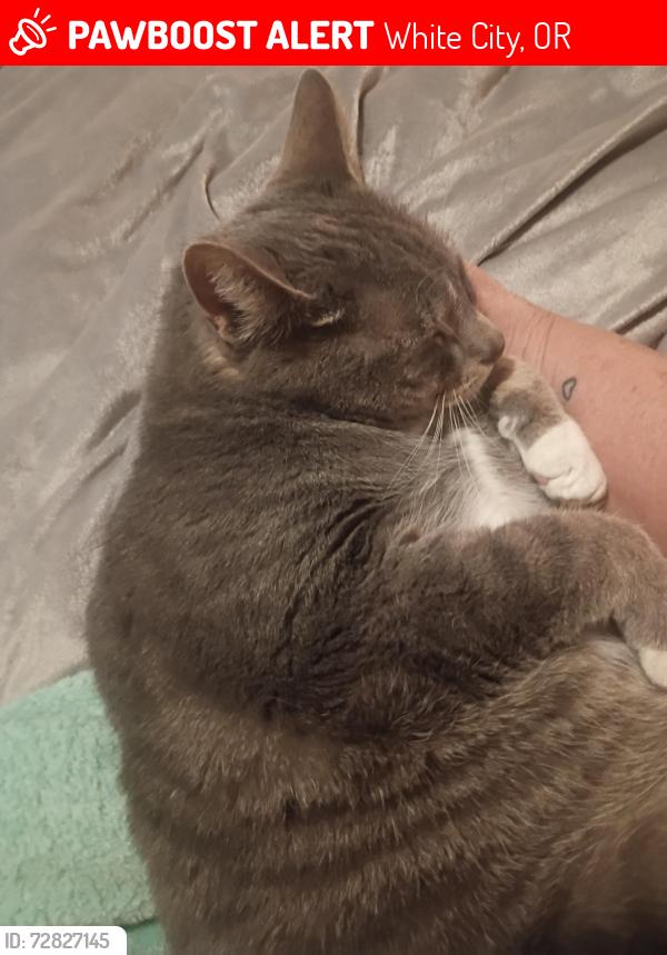Lost Female Cat last seen Avenue and 27th Street , White City, OR 97503
