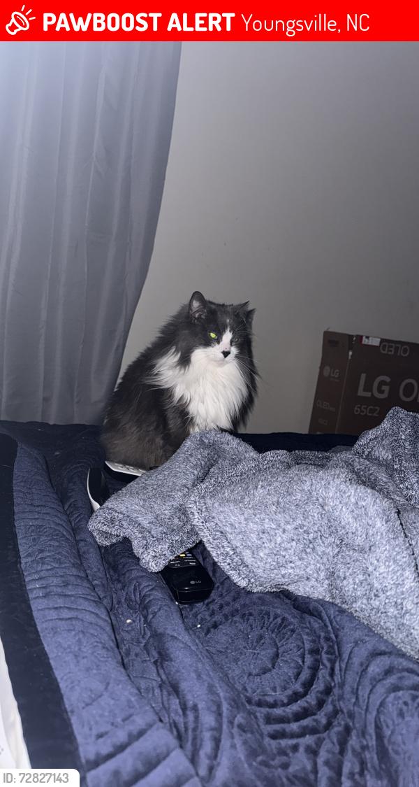 Lost Male Cat last seen 98hwy and 401, Youngsville, NC 27596