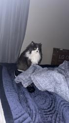 Lost Male Cat last seen 98hwy and 401, Youngsville, NC 27596