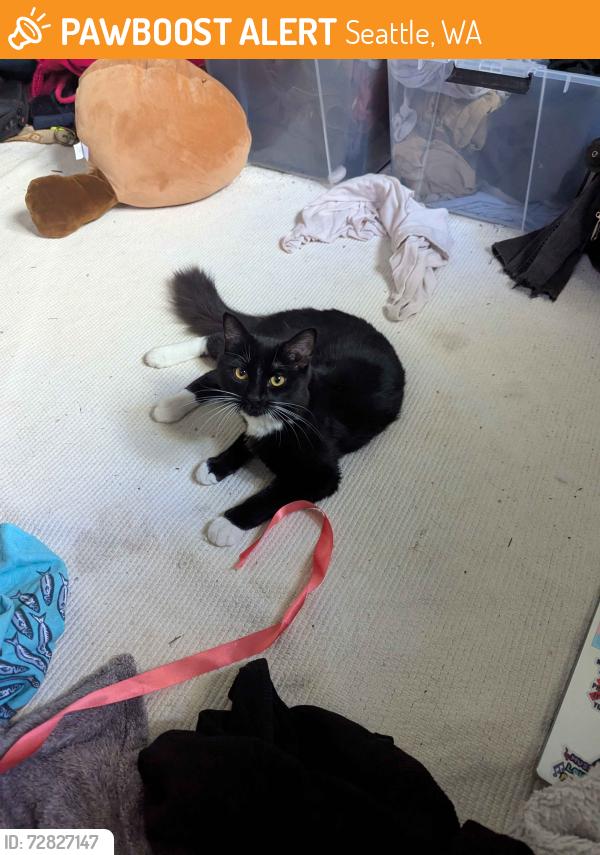 Found/Stray Female Cat last seen Volunteer park lawn, Seattle, WA 98102