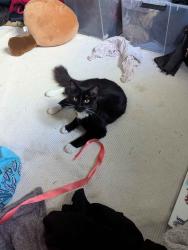 Found/Stray Female Cat last seen Volunteer park lawn, Seattle, WA 98102