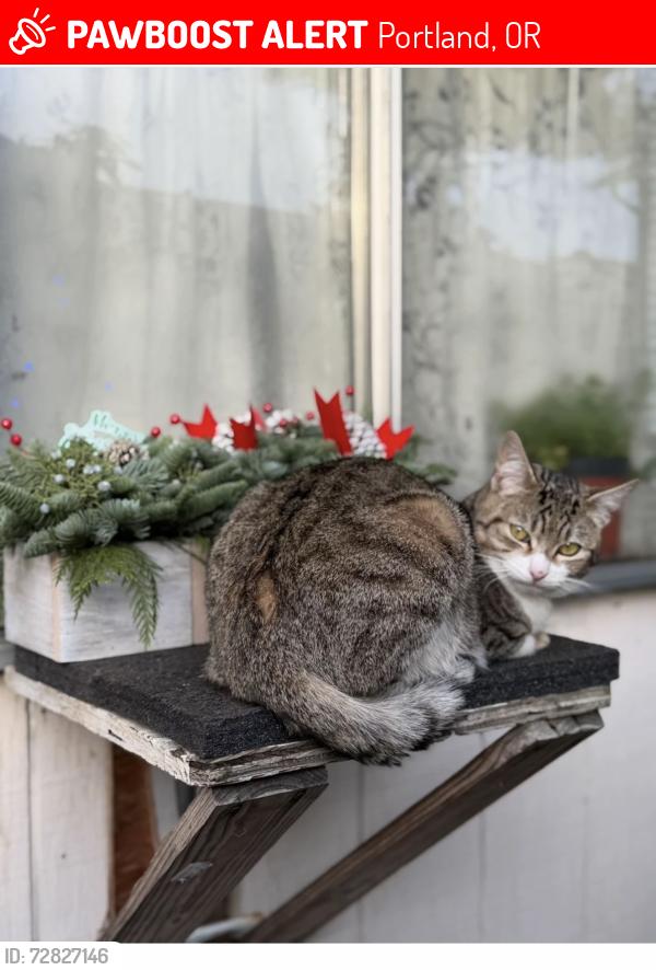 Lost Male Cat last seen Gilhurst apmts , Portland, OR 97236