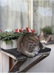 Lost Male Cat last seen Gilhurst apmts , Portland, OR 97236