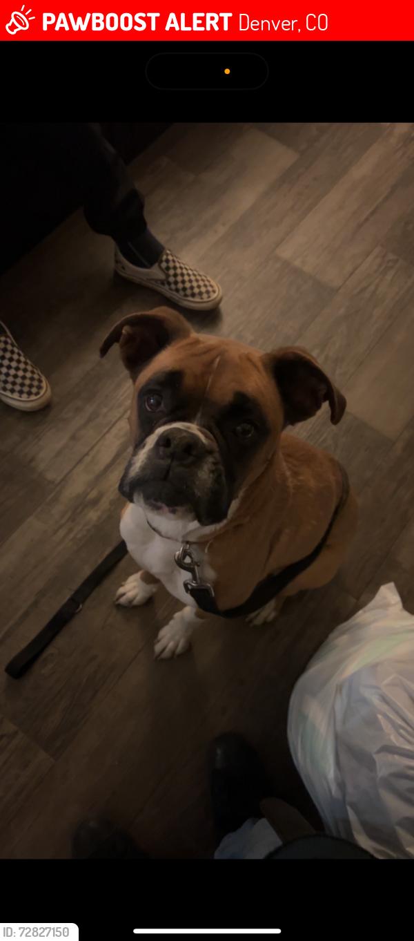 Lost Female Dog last seen parker & dartmouth , Denver, CO 80014
