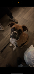 Lost Female Dog last seen parker & dartmouth , Denver, CO 80014