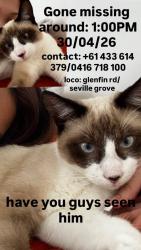 Lost Male Cat last seen Glenfin road, Seville Grove, WA 6112, Seville Grove, WA 6112