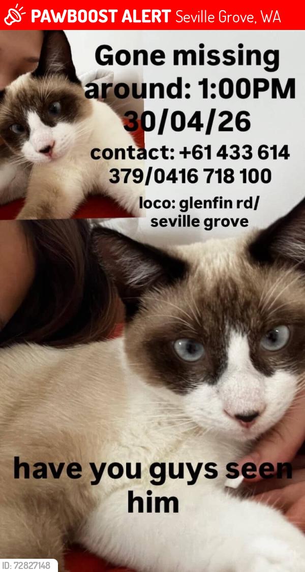 Lost Male Cat last seen Glenfin road, Seville Grove, WA 6112, Seville Grove, WA 6112