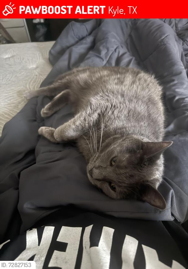 Lost Male Cat last seen Evergreen suman loop crossstreet , Kyle, TX 78640