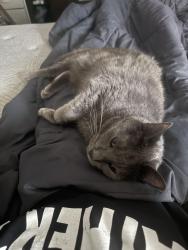 Lost Male Cat last seen Evergreen suman loop crossstreet , Kyle, TX 78640