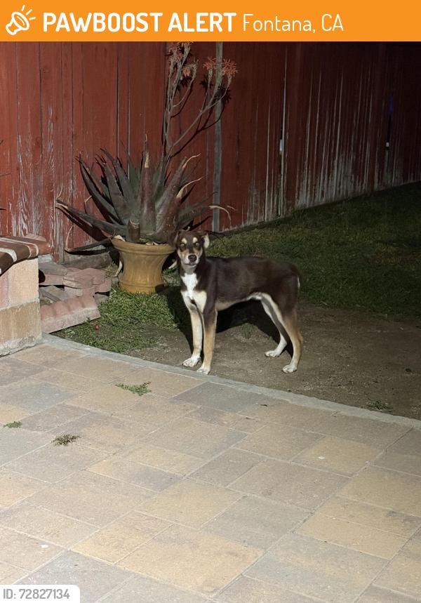 Found/Stray Female Dog last seen Around Jurupa and citrus in Fontana , Fontana, CA 92335