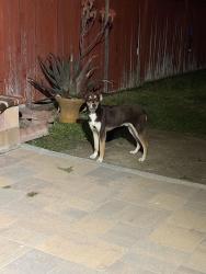 Found/Stray Female Dog last seen Around Jurupa and citrus in Fontana , Fontana, CA 92335