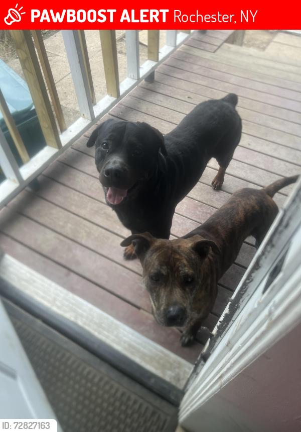 Lost Male Dog last seen St. Paul area ROCHESTER, Rochester, NY 14605