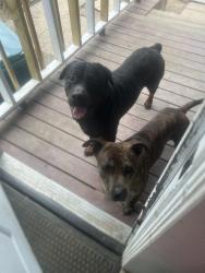 Lost Male Dog last seen St. Paul area ROCHESTER, Rochester, NY 14605