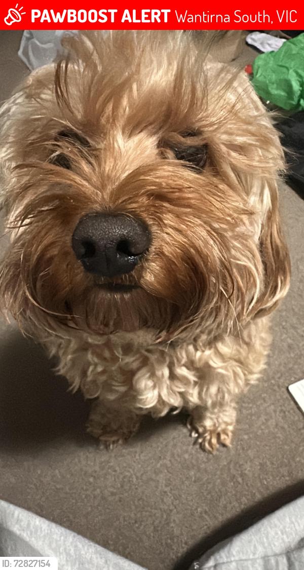Lost Male Dog last seen David cooper-field park , Wantirna South, VIC 3152