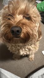 Lost Male Dog last seen David cooper-field park , Wantirna South, VIC 3152