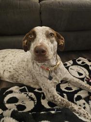 Lost Female Dog last seen Near 73rd Avenue North St Petersburg Florida 33702, St. Petersburg, FL 33702
