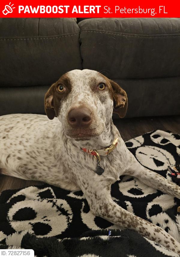 Lost Female Dog last seen Near 73rd Avenue North St Petersburg Florida 33702, St. Petersburg, FL 33702