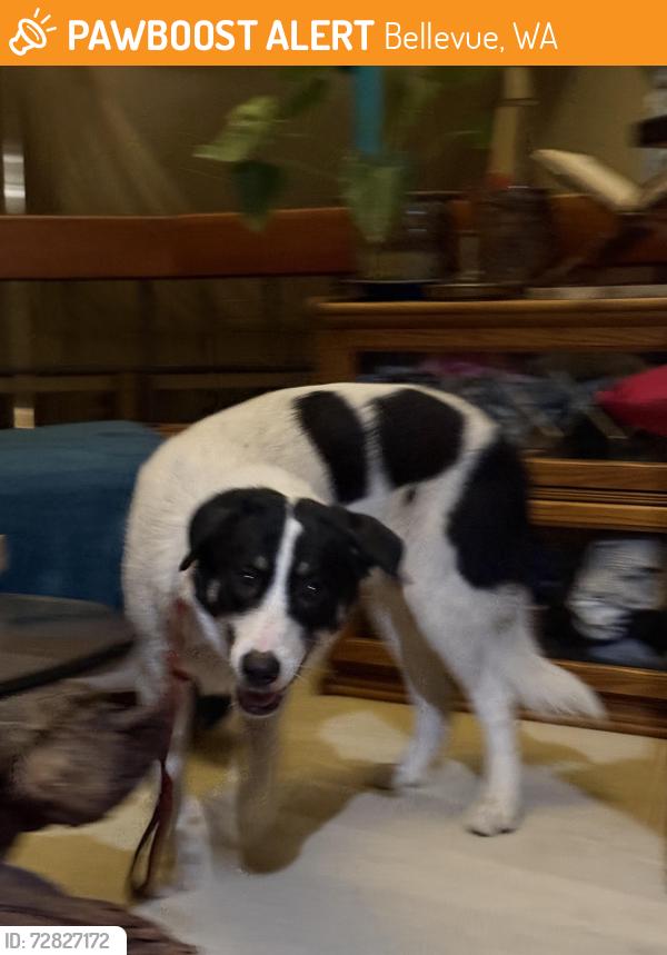Found/Stray Unknown Dog last seen Highland and 149th, Bellevue, WA 98006