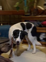 Found/Stray Unknown Dog last seen Highland and 149th, Bellevue, WA 98006