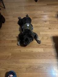 Found/Stray Unknown Dog last seen Kelsey Ln, Arlington, TX 76017