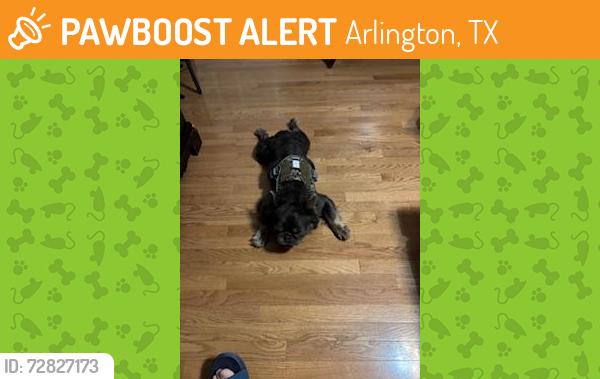 Found/Stray Unknown Dog last seen Kelsey Ln, Arlington, TX 76017