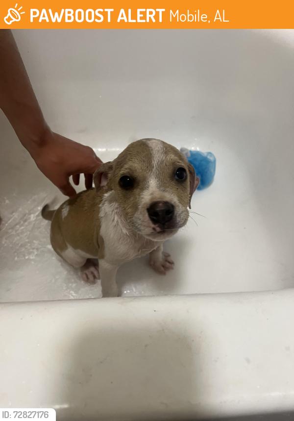 Found/Stray Male Dog last seen Village Green apmts , Mobile, AL 36609