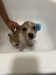 Found/Stray Male Dog last seen Village Green apmts , Mobile, AL 36609