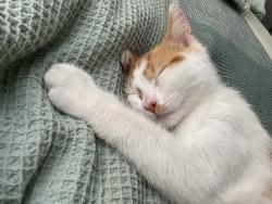 Lost Male Cat last seen Wollert, Wollert, VIC 3750