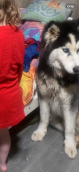 Reunited Male Dog last seen Sycamore st , Van Wert, GA 30153
