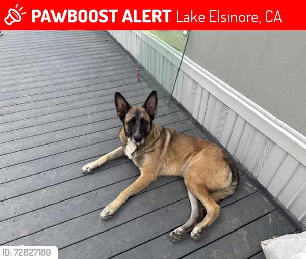 Lost Male Dog last seen Nicholes, Lake Elsinore, CA 92532