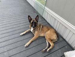 Lost Male Dog last seen Nicholes, Lake Elsinore, CA 92532