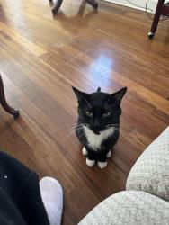 Lost Male Cat last seen Payton st in Germantown , Philadelphia, PA 19144
