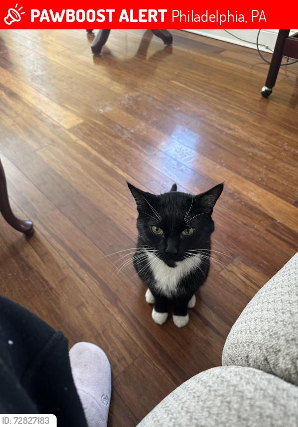 Lost Male Cat last seen Payton st in Germantown , Philadelphia, PA 19144