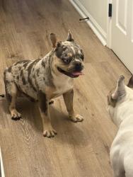 Found/Stray Male Dog last seen Flannery lane and Penny Rd high point NC, High Point, NC 27265